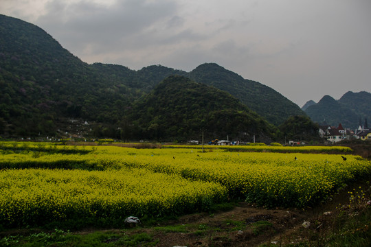 贵安新区云漫湖油菜花开