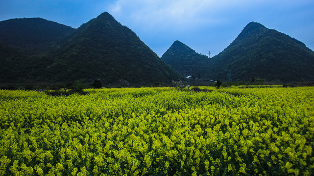 贵安新区云漫湖油菜花开