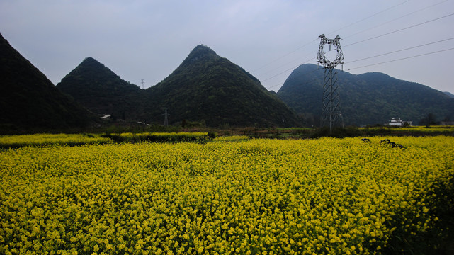 贵州油菜花开