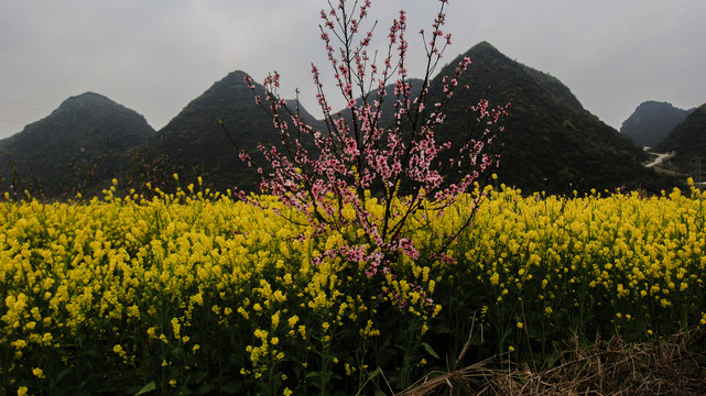 贵州贵安新区春天景色