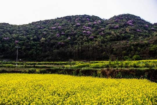 贵安新区油菜田