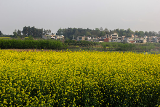 贵安新区油菜花田