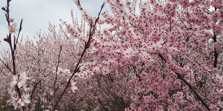 桃花