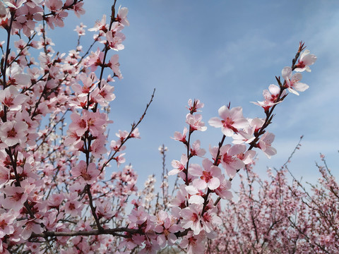 桃花