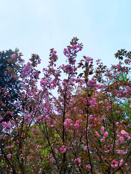 樱花