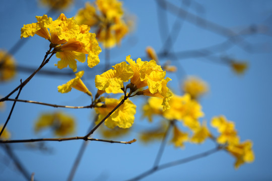 黄花风铃木