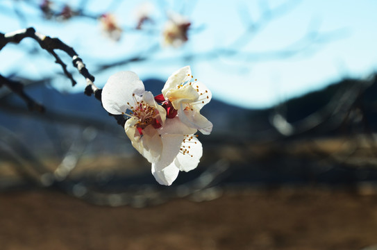 桃花一朵