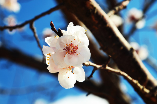 桃花特写