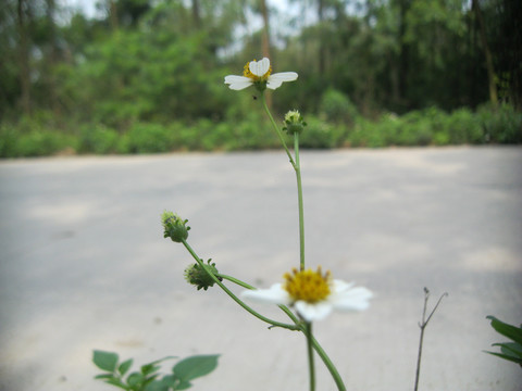 公路边的花