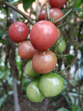 圣女果小番茄