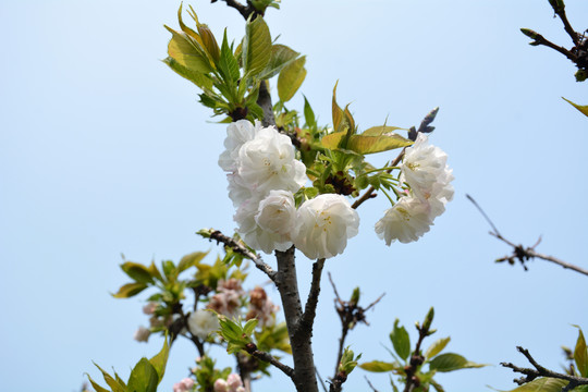 樱花