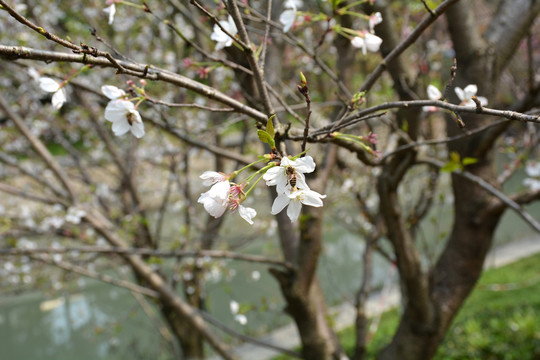 樱花