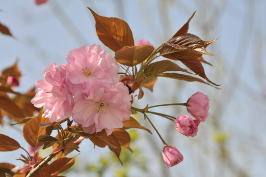 樱花