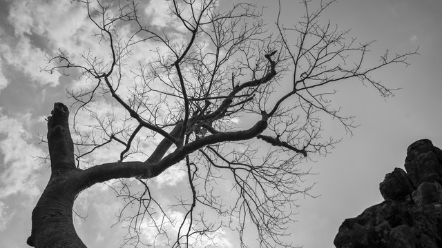 干枯的树干黑白背景