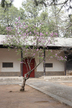 丁香花素材