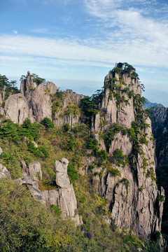 黄山栎