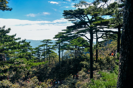 黄山松树