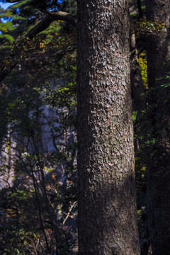 黄山松