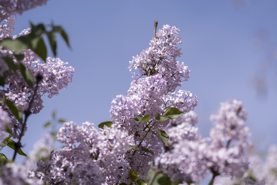 丁香花