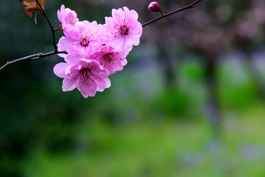 樱花