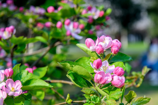 垂丝海棠花