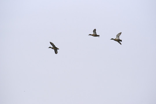 野鸭