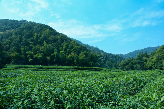 龙井茶园