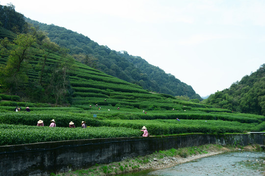 龙井茶园