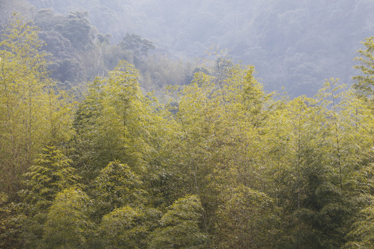 阿里山森林