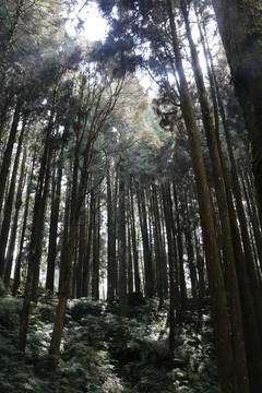 阿里山森林