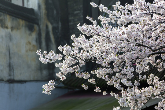 樱花