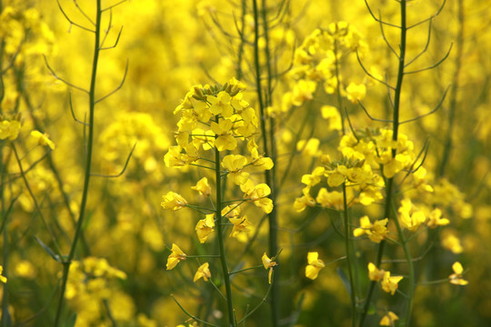 油菜花