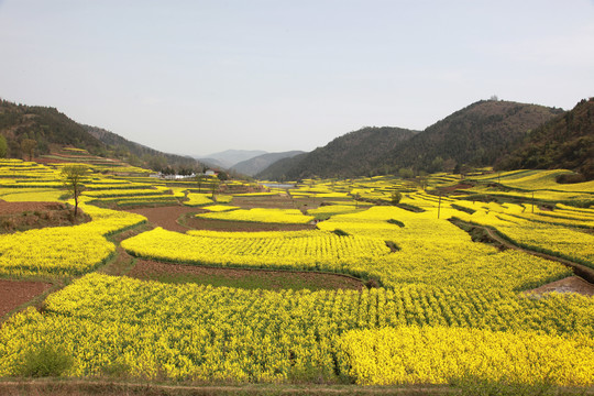 油菜田