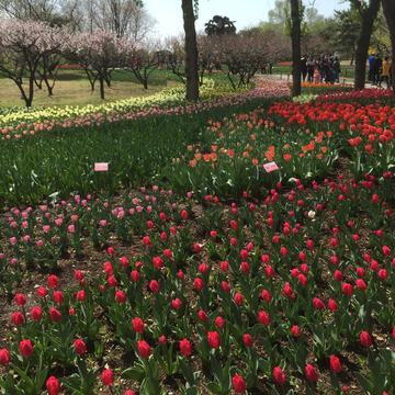 郁金香花海