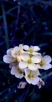 油菜花