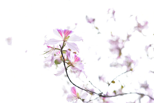 紫荆