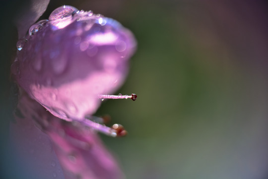 桃花花瓣花蕊微距