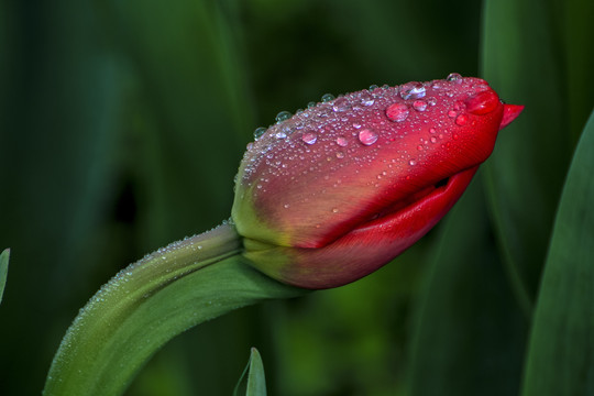 高清郁金香花瓣上的水珠