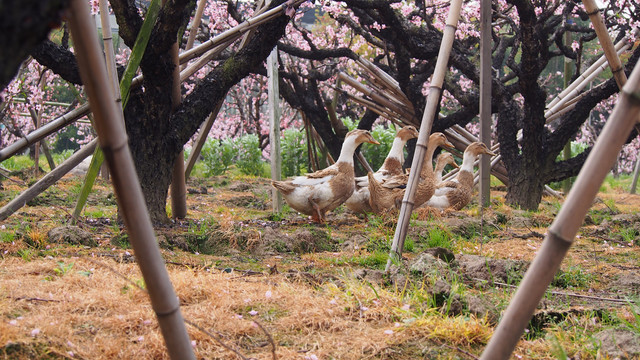 桃花林和鸭子群