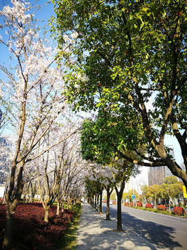 人行道上的樱花树