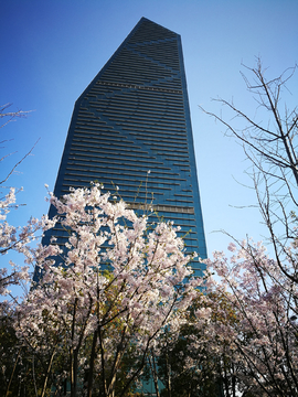 城市绿化景观樱花林