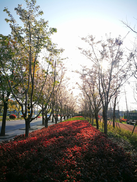 城市绿化景观樱花林