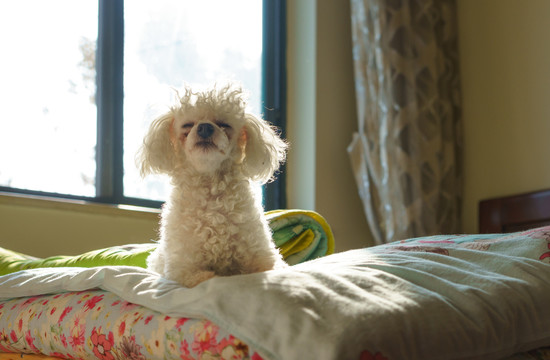 贵宾犬