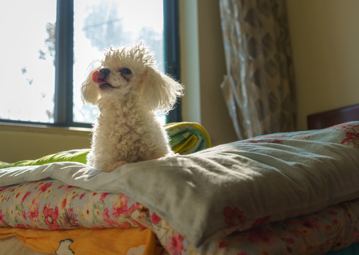 贵宾犬