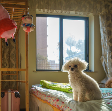 贵宾犬