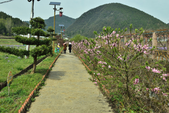 三峡奇潭花海