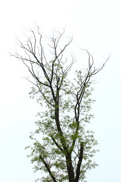 树枝