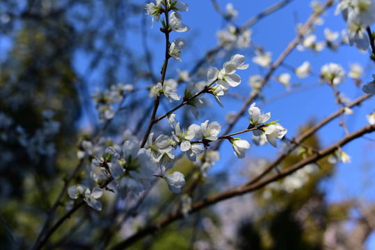 四月桃花