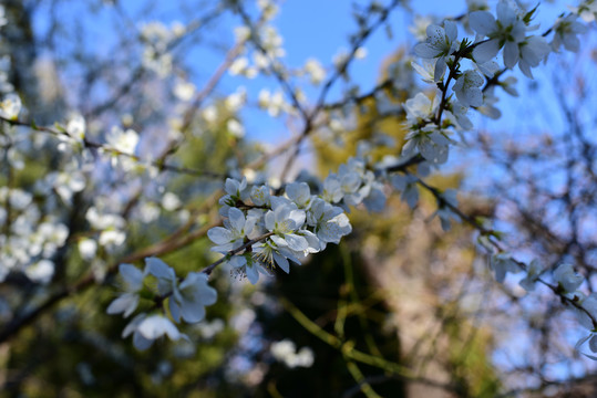 四月梨花