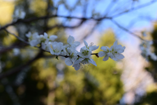 四月梨花